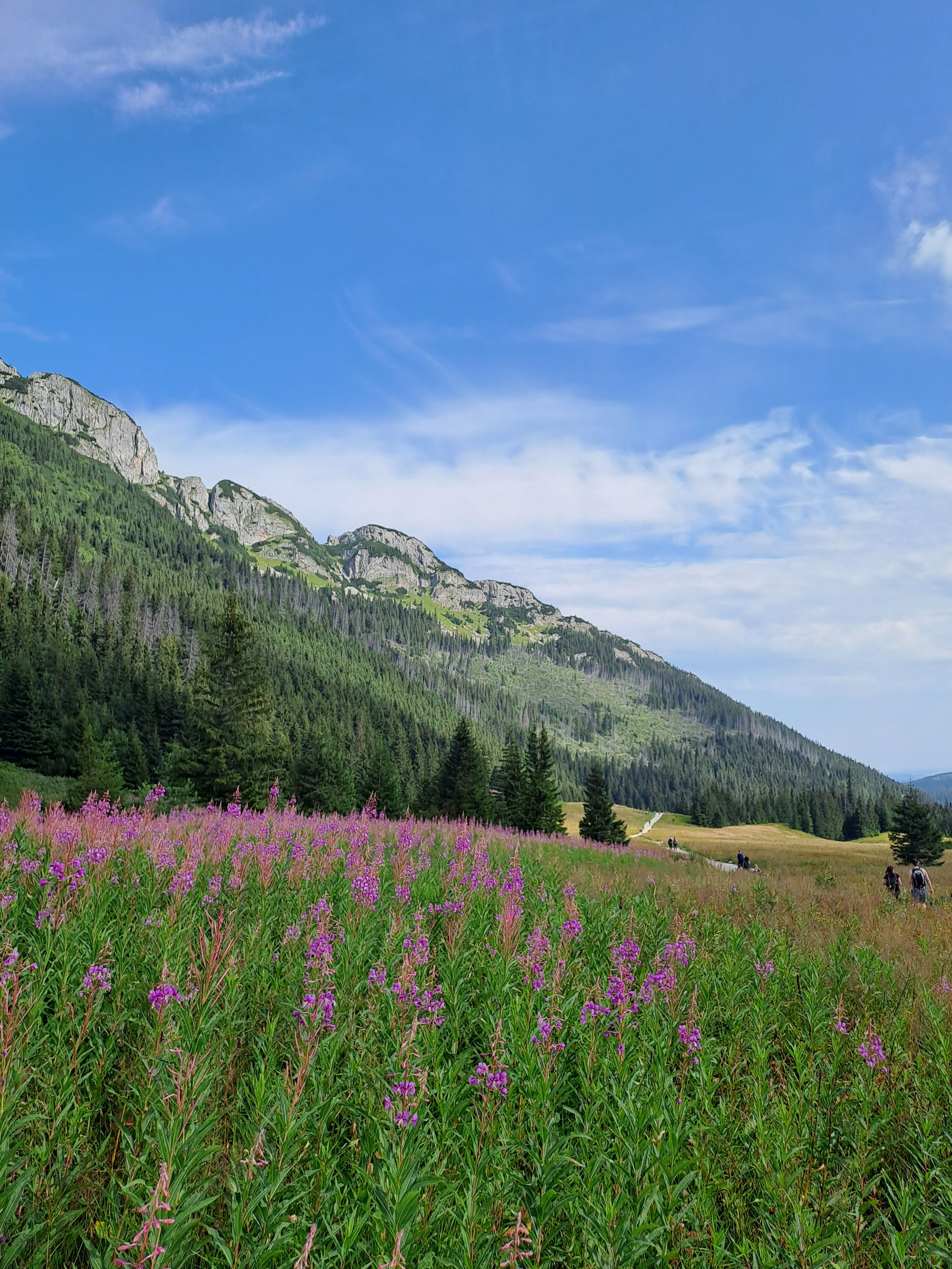 Polana Chochołowska latem z kwitnącą wierzbówką i widokiem na Tatry